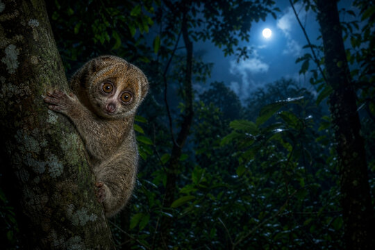 Moonlight through jungle canopy illuminates a small potto on a tree trunk.