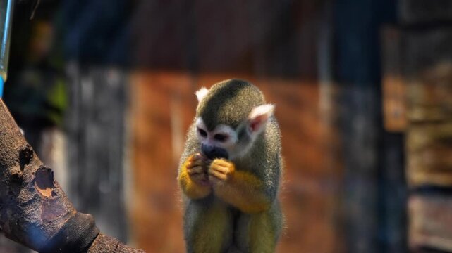 Common squirrel monkey is the traditional common name for several small squirrel monkey species native to the tropical areas of South America.