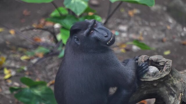 Macaca nigra is an endemic animal of Indonesia. It has shiny black feathers and a crest on its head.