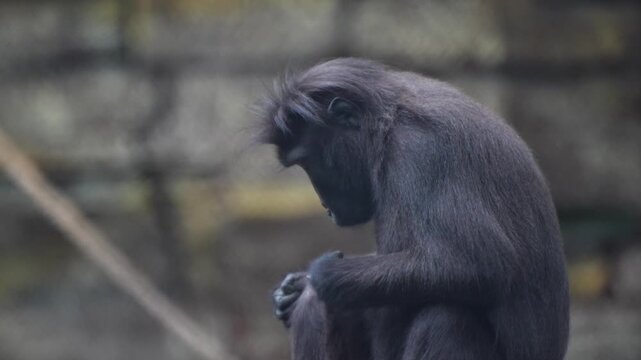 Macaca nigra is an endemic animal of Indonesia. It has shiny black feathers and a crest on its head.