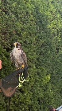 Trained peregrine falcon perched on a falconer's gloved hand against green foliage. Bird of prey used in falconry, wildlife conservation, raptor handling and outdoor educational demonstration.