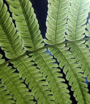 Detailed close-up fresh green fern leaves layered foliage and visible leaf veins. Natural botanical texture creating  lush organic background nature ecology gardening environmental seasonal design