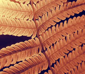 Warm Orange Fern Leaves Close Up Botanical Texture Autumn Nature Background. fern leaves in warm orange terracotta tones with detailed foliage texture and dark contrasting background natural pattern © an