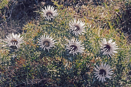 shrub with flowers of Silver thistle, Carlina acaulis