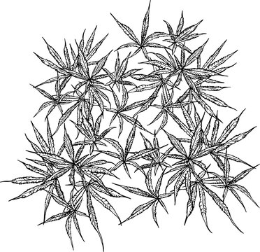 Hand drawn cannabis plant line art in botanical engraving style. Detailed hemp leaves and stem isolated on white background. Black ink contour illustration botanical design