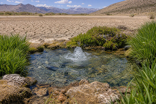 An artesian spring bubbling from cracked earth into a clear, plant-lined pool.