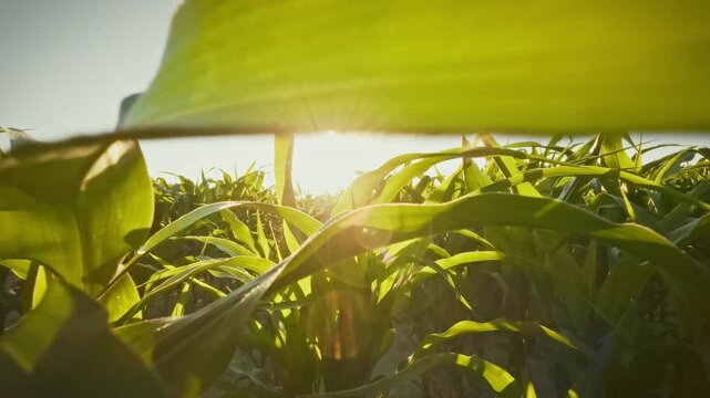 In sun-lit industrial agriculture field, golden corn rows line landscape as farmer walks through dense stalks, inspecting the crop for growth and health, reflecting routine field monitoring, concept