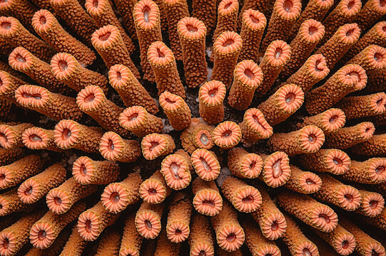Macro detail of vibrant orange sun coral polyps colony