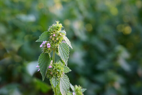 Close-up of Black Horehound (Ballota nigra) flowers and green leaves on a blurry natural background.