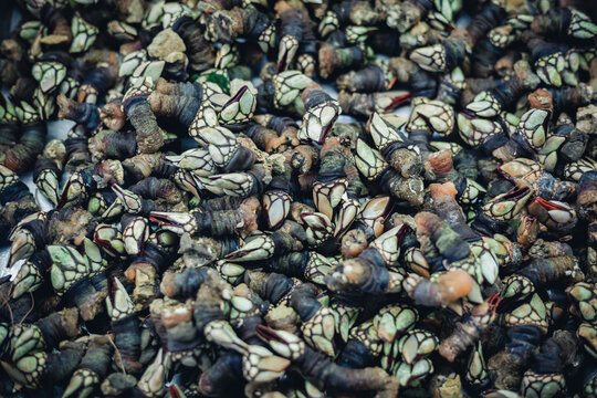 A detailed close-up and overhead view of a massive pile of fresh, raw, wild-harvested goose neck barnacles (Pollicipes pollicipes) with green and red hues