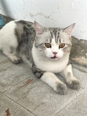 cat © Panida S.