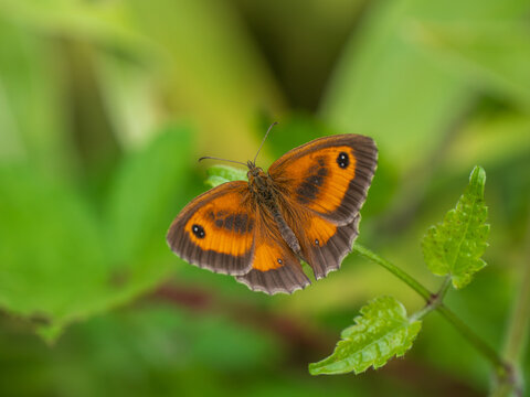 A Gatekeeper Butterfly. Wings Open.