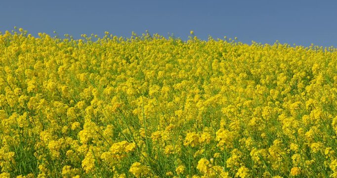 風に揺れる菜の花