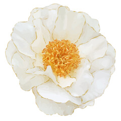 Obraz premium Painterly flower is showing cream peony bloom ruffled petals gold center transparent background