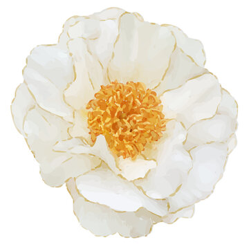 Painterly flower is showing cream peony bloom ruffled petals gold center transparent background
