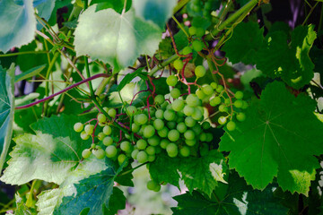 Green grapes growing on the vine with lush foliage in sunlight © Irene Kulinchyk