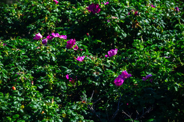 Fototapeta premium Vibrant pink wild roses bloom amidst lush green foliage on a sunny day