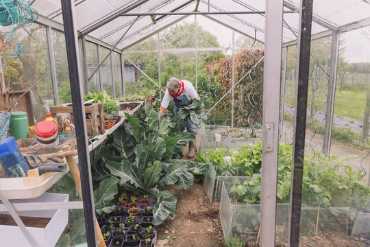 Senior woman working in greenhouse vegetable garden
