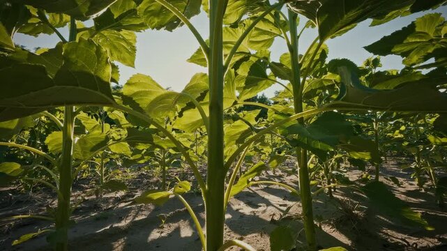 A ground-level close-up captures robust green sunflower stems rising from soil in an open field, their texture visible, illustrating large-scale oilseed crop cultivation for agribusiness