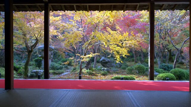 Fall in Kyoto, Japan, beautiful Japanese garden at a historic Buddhist temple showing its vibrant maple trees during autumn season.