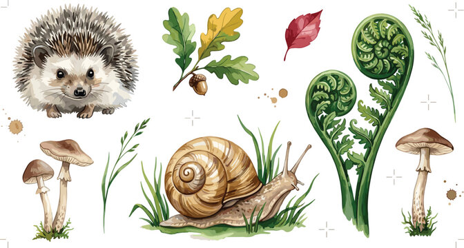 Woodland nature collection featuring hedgehog, snail, mushrooms, fern fiddleheads, oak leaves, and forest plants watercolor style vector illustration