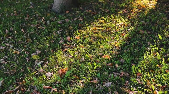 Sunlight filters through leaves casting shadows on the grass. The ground is covered with fallen leaves showcasing the colors of the season