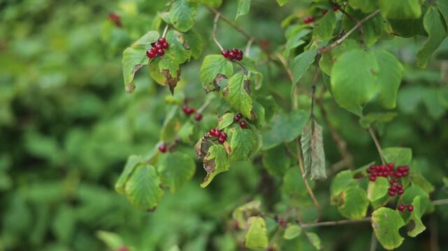 Wild poisonous red berries appear on a green plant in a natural environment