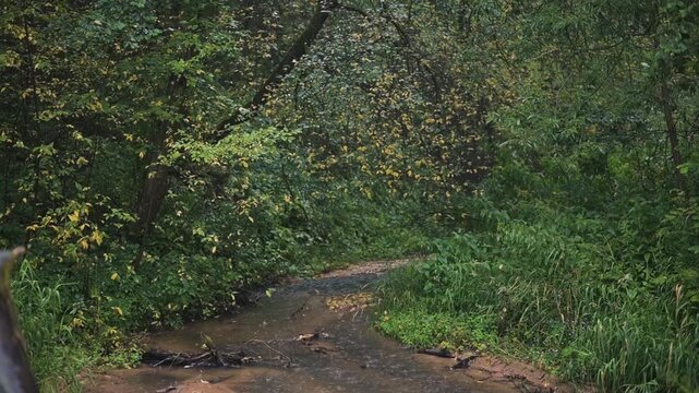 A stream flows gently through a dense forest filled with green foliage. The setting features trees and plants around the water, creating a natural environment