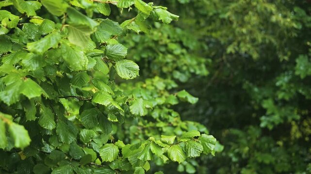 Leaves sway gently in the breeze under a cloudy sky, showcasing greenery in a lush environment. The scene depicts the natural movement of foliage in a forested area during daylight