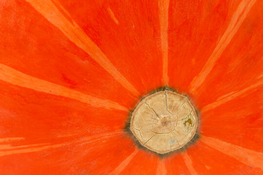 natural backdrop: close up of Hokkaido pumpkin