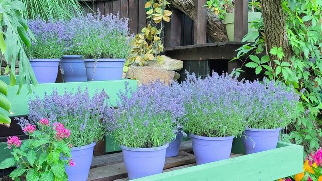 Potted purple lavender flowers displayed on wooden shelves alongside monstera leaves and colorful plants in a lush garden setting.