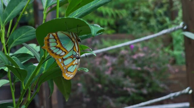 A colorful Malachite butterfly with green and brown wings perching upside down under a green leaf. Ideal for nature and wildlife stock projects.