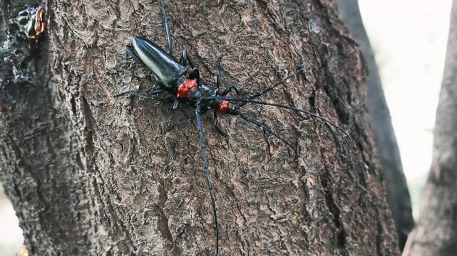Two Red-necked Longhorn Beetles on Bark,They are mating, romance in the insect world