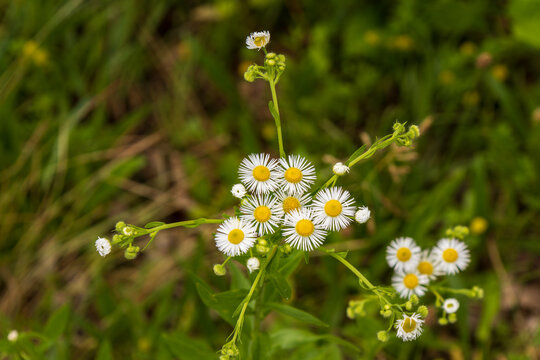 daisy fleabane wildflowers blooming in meadow Erigeron annuus
