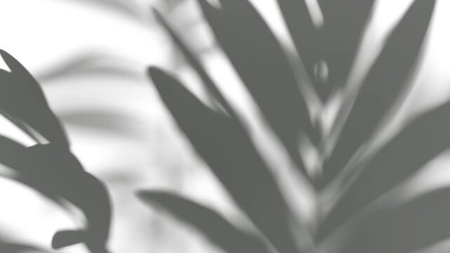 Abstract shadow fern bush branches on wind background, looped animation, 3d rendering. Blurred close-up swaying leaves silhouette, 4k. Tropical foliage shadows fall and blowing motionblur template.