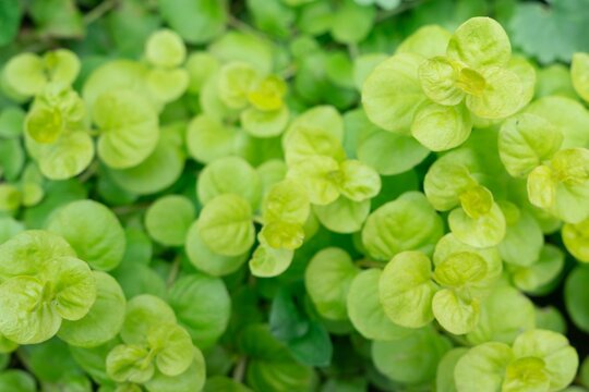 Close-up of bright lime green Lysimachia leaves with soft selective focus