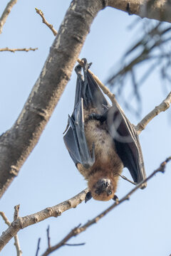 indian flying fox or greater indian fruit bat or Pteropus giganteus face closeup or portrait hanging on tree with wingspan eye contact at ranthambore national park forest tiger reserve rajasthan india