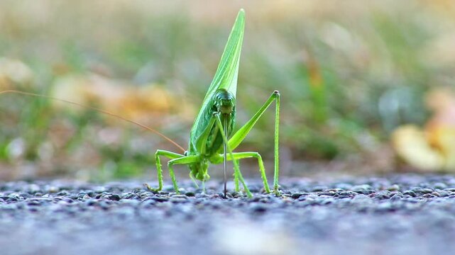 Big green grasshopper or large green hay horse laying eggs with abdominal sting into ground for reproduction of pest insects repellant or edible insects as sustainable food proteins.Flying grasshopper