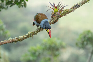 Fototapeta premium beautiful colored plate-billed mountain toucan (Andigena laminirostris) sitting n the branch very near in the cloud forest