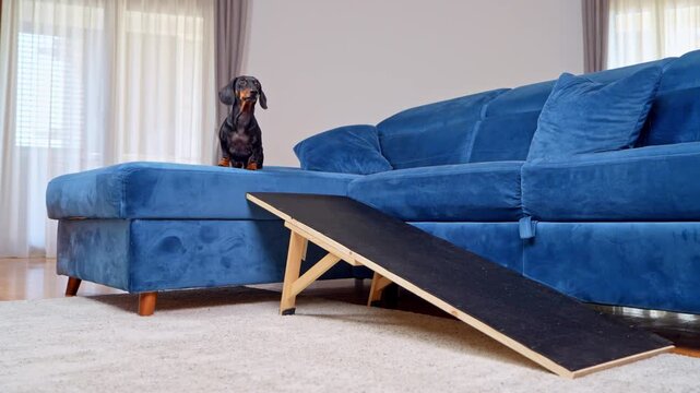 A black and tan dachshund dog climbs a wooden ramp to reach a blue sofa in a home living room. The scene highlights a concept of spinal safety for long bodied breeds prone to IVDD.