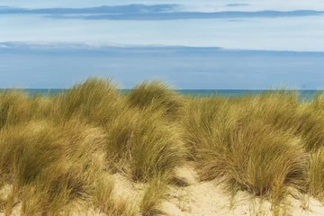 Fotobehang Duinen New plantings of Ammophila arenaria, a species of grass in the Poaceae family, known as marram grass, are being established. It is being planted to retain sand on the vast beach of Dunkirk.  © hectorchristiaen