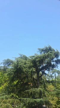 pine tree in the mountains, blue sky, vertical