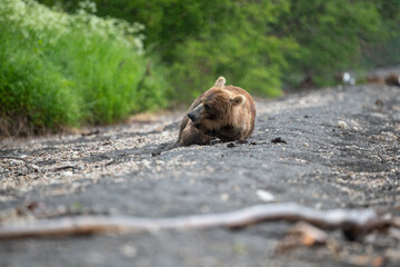 Ruling the landscape, brown bears of Kamchatka (Ursus arctos beringianus) © vaclav