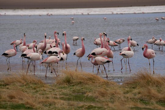 Flamingos at lake in Bolivia (Laguna Canapa) near Uyuni