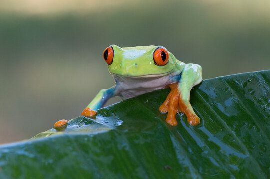 Red-eyed tree frog balancing on a white anthurium flower leaf in the rainforest with amphibian