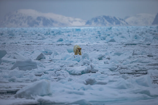 Polar Bear (Ursus maritimus) Spitsbergen North Ocean