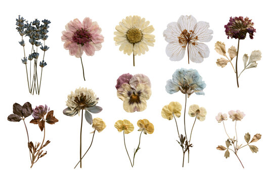 Pressed Dried Flowers PNG Collection Isolated on Transparent Background for Scrapbooking, Collage, Stickers and Botanical Design
