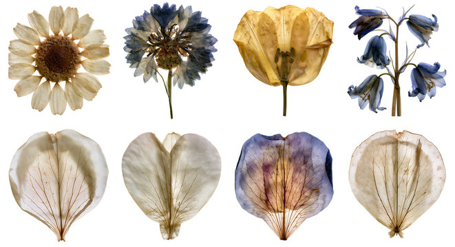 Pressed Dried Flowers PNG Collection Isolated on Transparent Background for Scrapbooking, Collage, Stickers and Botanical Design