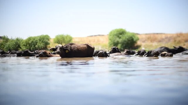 A large herd of Anatolian water buffalo (Bubalus bubalis) is cooling off in the Tigris River amidst the scorching summer heat.