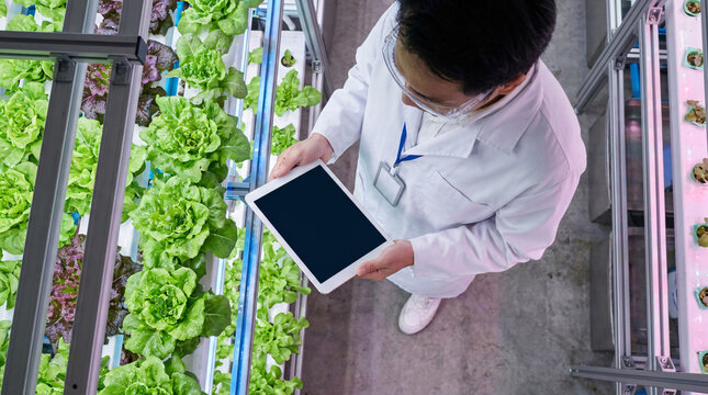 A scientist in a white lab coat examines vibrant green lettuce plants growing in vertical hydroponic farm, holding a tablet to monitor the cultivation process in an indoor agricultural setting.